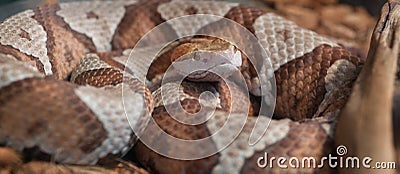 Coiled Copperhead Stock Photo