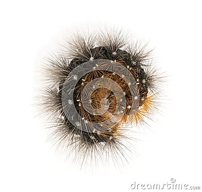 Coiled Moth caterpillar viewed from up high, isolated Stock Photo