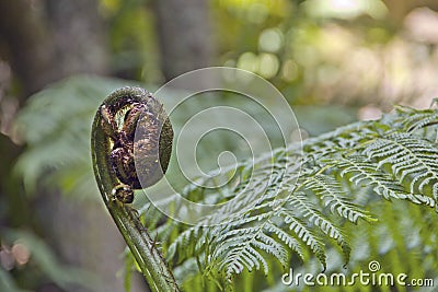 Coiled sheet of a young New Zealand fern, nature background Stock Photo