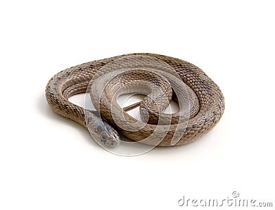Coiled Snake Stock Photo