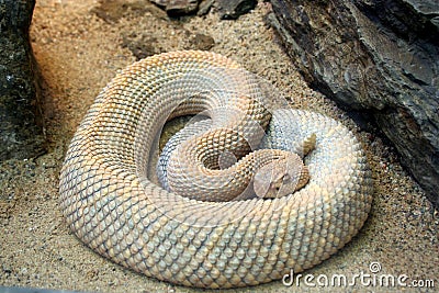 Coiled Snake Stock Photo