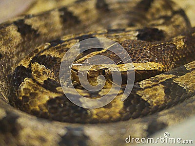 Coiled snake Stock Photo