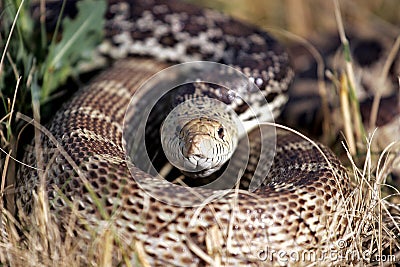 Coiled Snake in the Grass (natural habitat) Stock Photo