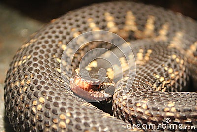 A coiled snake Stock Photo