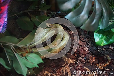 The coiled snake rests under the plants. Qawra, Malta Stock Photo