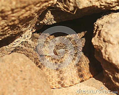 A Coiled Tiger Rattlesnake Stock Photo