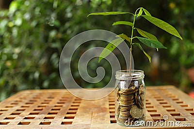 Coin Glass and growing small plant, illustration for business profit increase Cartoon Illustration