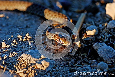 Coin-marked Snake also known as leaden-colored racer Stock Photo