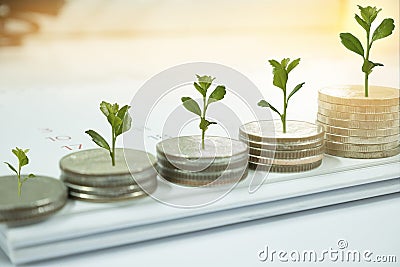 Coin with tree in mutual funds concept. Stock Photo