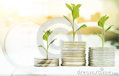 Coin with tree in mutual funds concept. Stock Photo