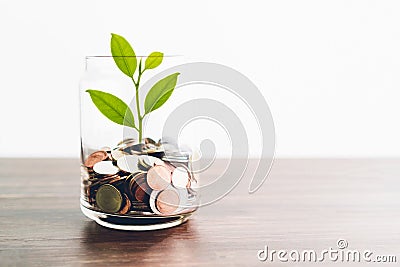 Coins in a bottle and the green tree, Represents the financial growth. The more money you save. Stock Photo