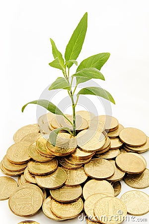 Coins and plant on white background for Rich Stock Photo