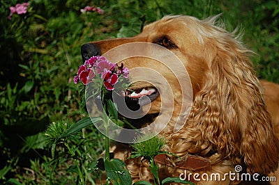 Coker spaniel dog Stock Photo