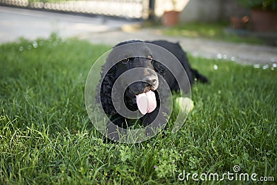 Coker spaniel in the garden Stock Photo