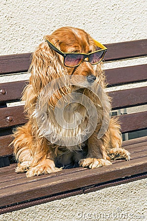 Coker spaniel with sunglasses Stock Photo