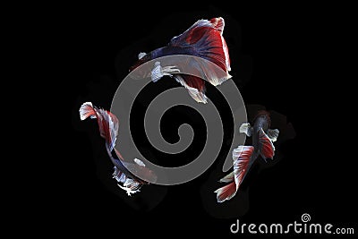 Colage Small Beautiful Blue and Red Betta fish, at Black background Stock Photo