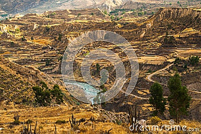 Colca Canyon View Stock Photo