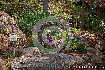 Colchicaceae, Marimurtra Botanical garden in Blanes, Catalonia. Stock Photo