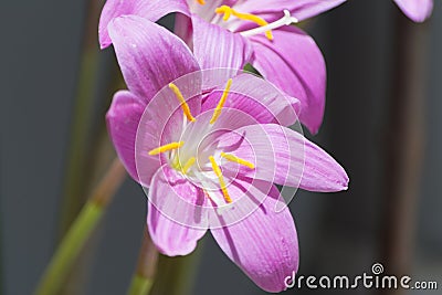 Colchicum autumnale purple macro portrait Stock Photo