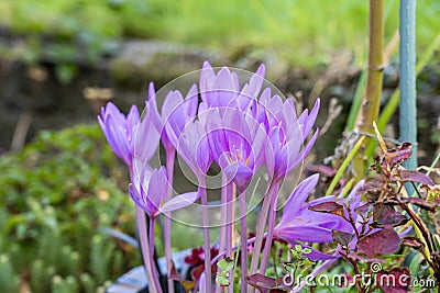 Colchicum autumnale Stock Photo