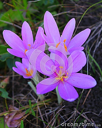 Colchicum autumnale, commonly known as autumn crocus, meadow saffron or naked ladies Stock Photo