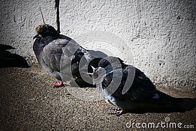 On a cold day in early spring, a couple of pigeons in love bask in the sun. Stock Photo