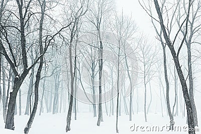 Fog in winter forest Stock Photo