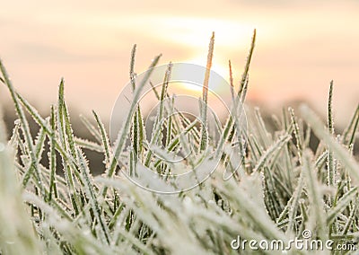 A Cold Hard Frost on blades of grass Stock Photo