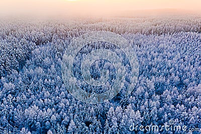 Cold morning starts in coniferous forest, beautiful landscape. Winter concept Stock Photo
