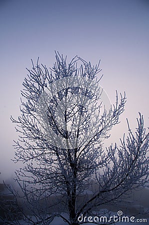 Cold Morning Stock Photo