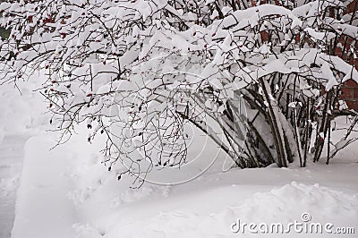 Winter morning after snowfall with closeup of rose bush covered with snow Stock Photo