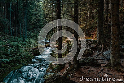 Cold moutain forest wilderness with wild stream in evenning light Stock Photo