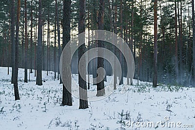 Cold mysterious pine forest landscape with smoke Stock Photo