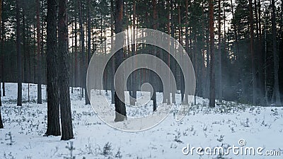 Cold mysterious pine forest landscape with smoke Stock Photo