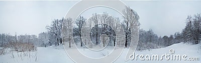 Cold Russian Forest Stock Photo