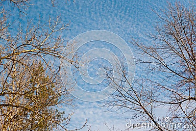 Cold season Spring sky clouds branch background Stock Photo
