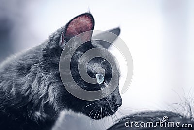 The cold stare of the beast fully focused and listen closely cat aye and the face side view close up. blue eyes and dark furry Stock Photo