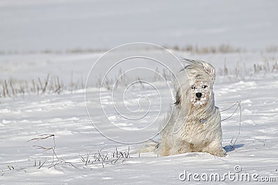 havanese blowing coat cold winds royalty free stock photos image 35044568 havanese blowing coat cold winds royalty free stock photos image 35044568
