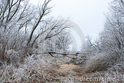 Cold winter frozen landscape with frosty trees, limbs and woods Stock Photo