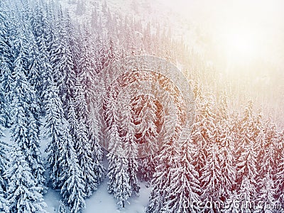 Cold winter morning in mountain foresty with snow covered fir trees. tatras, slovakia. Aerial view. Cabin alone in snow forest. Stock Photo