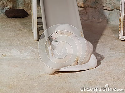 Cold Winter North Pole Arctic Fox Polar Foxes Zhuhai Hengqin Chimelong Ocean Kingdom Zoo Animal Lying Flat Laid Down Chill Sleep Editorial Stock Photo