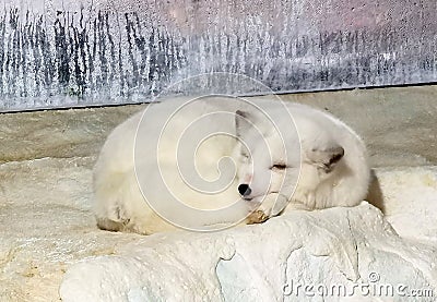 Cold Winter North Pole Arctic Fox Polar Foxes Zhuhai Hengqin Chimelong Ocean Kingdom Zoo Animal Lying Flat Laid Down Chill Sleep Editorial Stock Photo