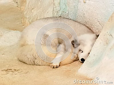 Cold Winter North Pole Arctic Fox Polar Foxes Zhuhai Hengqin Chimelong Ocean Kingdom Zoo Animal Lying Flat Laid Down Chill Sleep Editorial Stock Photo