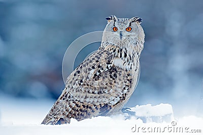 Cold winter with rare bird. Big Eastern Siberian Eagle Owl, Bubo bubo sibiricus, sitting on hillock with snow in the forest. Birch Stock Photo