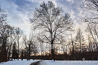 Winter snowy path park landscape Stock Photo