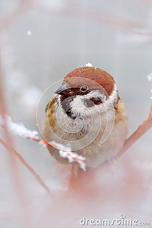 Cold winter with songbird, detail head portrait. Bird Tree Sparrow, Passer montanus, sitting on branch with snow, during winter. S Stock Photo