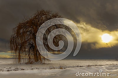 Cold winter willow Stock Photo