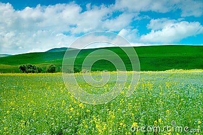 Cole fields Stock Photo