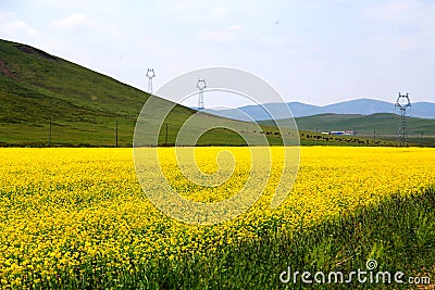 The cole flowers of Qinghai Menyuan bucolic Stock Photo