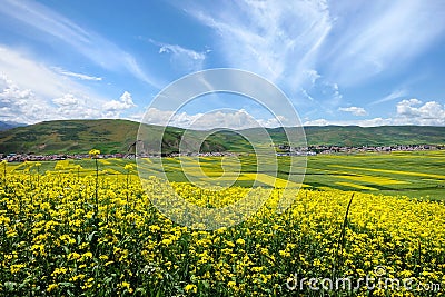 The cole flowers and blue sky Stock Photo